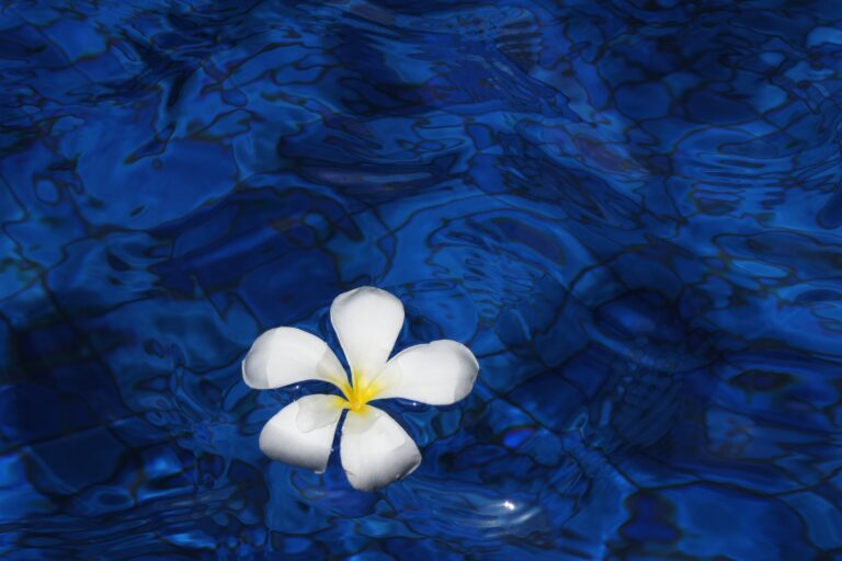 Plumeria, Lomilomi, Philosophie