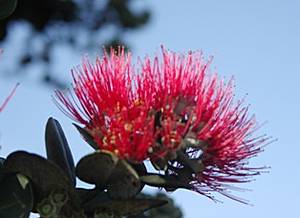 Vermietung, Raum, Lehua