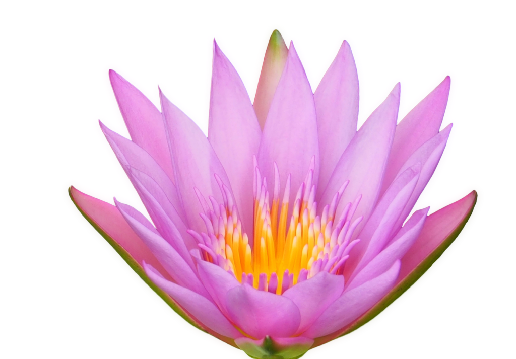 Vermietung, Lotusblüte